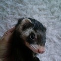 【★できれば２匹同時に！】灰色フェレット♀、臭腺除去＆避妊済み。