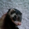 【★できれば２匹同時に！】灰色フェレット♀、臭腺除去＆避妊済み。 サムネイル1