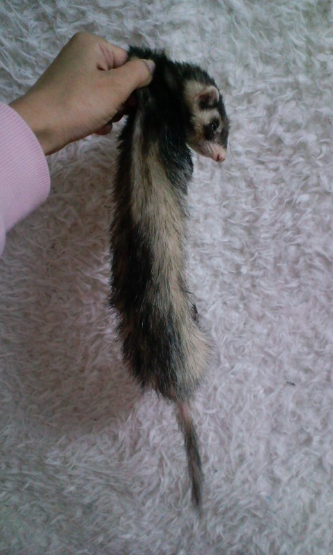 【★できれば２匹同時に！】灰色フェレット♀、臭腺除去＆避妊済み。 サムネイル2