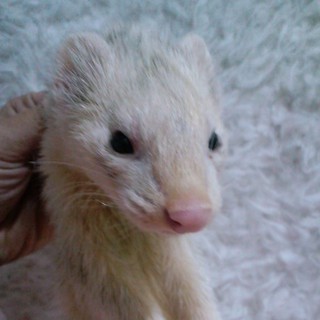 【★できれば２匹同時に！】白フェレット♂、臭腺除去＆去勢済み。