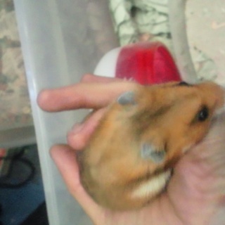 ゴールデンハムスターの里親募集