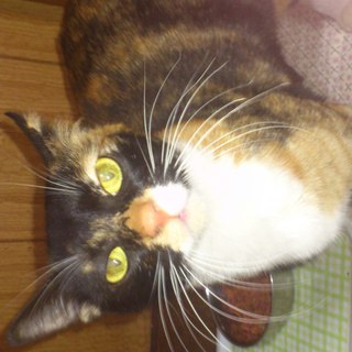 里親募集します。