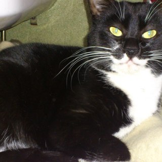 里親募集します。