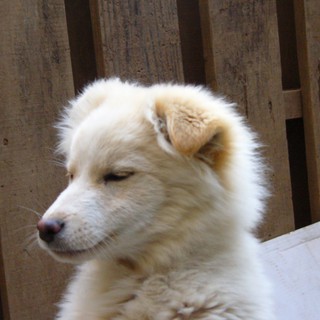 里親様に感謝します。