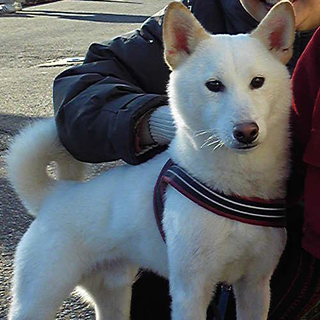 里親様決定しました