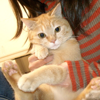 こまちゃんの里親になって下さい！！