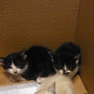 子猫　里親募集