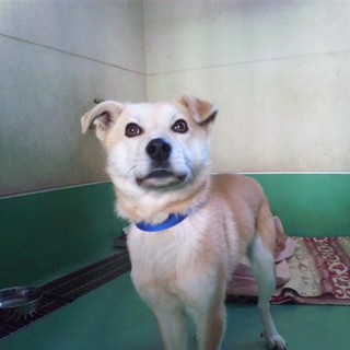 お願いします！