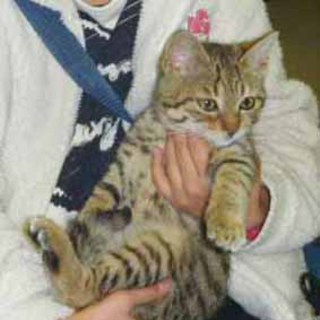 ルンバとマンボ