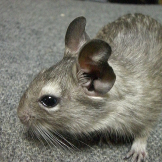 ブルーデグー♂生後２カ月半