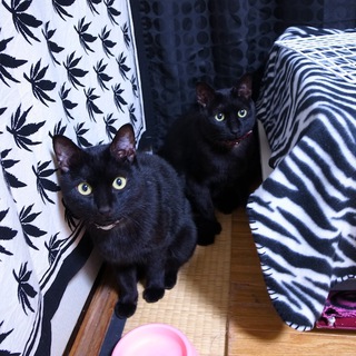 おかげさまでとても素敵な里親様に巡り会うことが出来ました。ありがとうございました。