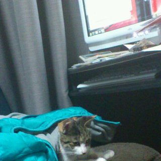 ひとなっつこいです