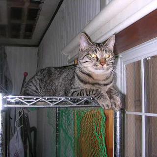 ２歳・キジ虎・雌猫２歳・不妊手術済