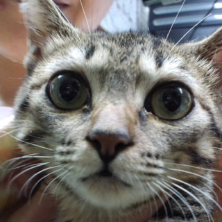 ☆函館より障害のある子猫の里親様募集☆