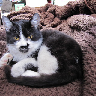 子猫の里親を探しています