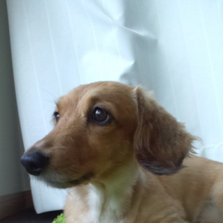ミニチュアダックス里親様探してます！