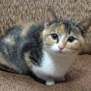 華奢な女の子。