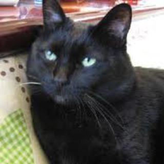 兄妹の里親募集