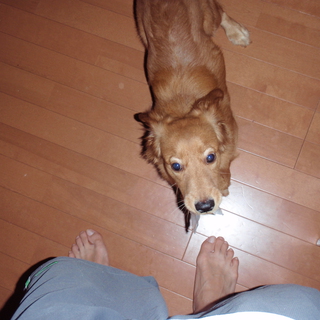 優しい里親の方お願いします。