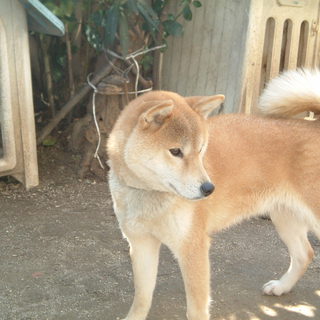 柴犬のめす、里親様決定しました。ありがとうございました。。