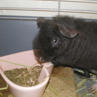 スキニーギニアピッグ