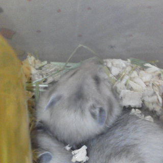 赤ちゃんゴールデンの里親募集