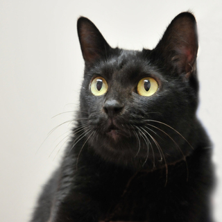 はるか嬢。ジジそっくりの小型黒猫。