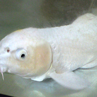 錦鯉1匹里親募集