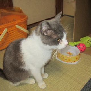 片目のニャコのお父さんお母さん募集！