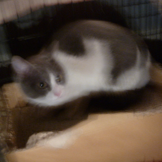 人なつっこい猫　避妊手術済