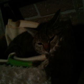 おっとり天然の、人が大好きな子