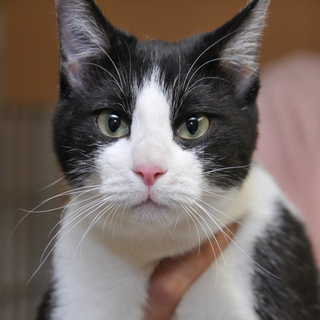 ひでこ嬢。スリスリして甘える良い子。