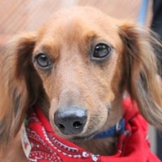 お散歩大好き　ららくん／推定５歳