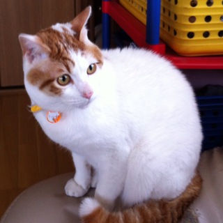 埼玉近郊で里親様を探しております