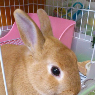 ネザーランドドワーフ☆オレンジ☆