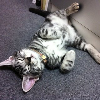 本当に可愛いアメリカンショートヘアの信頼出来る里親を募集します。