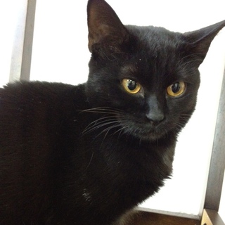 おとなしくて可愛い猫です！可愛がってくれる里親さん募集します。宜しくお願いします！！