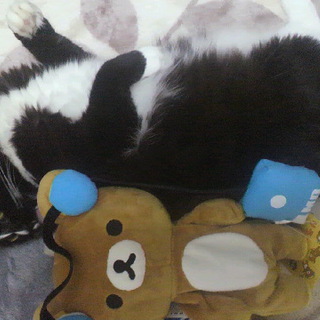 新しい家族になってください。