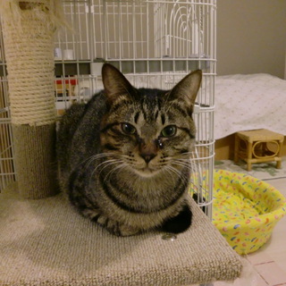 秀ちゃん決まりました。末永く可愛がって下さい。