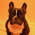 ８歳の♂フレンチ・ブルドッグ【里親決定】