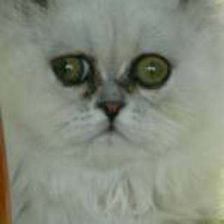 チンチラシルバーオス一歳半★