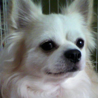 転勤のため急募です