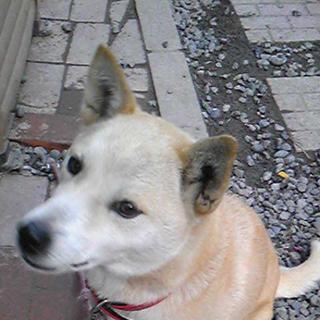 可愛がってくれる里親探してます。お願いします。