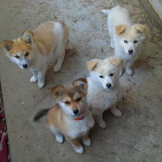 兄弟犬姉妹犬みんな素敵な里親様の所へ