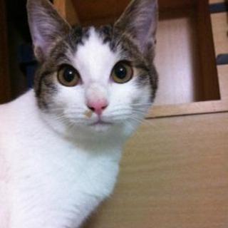 引越しの為里親さん募集中です