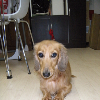 ［急募］2歳ミニュチュアダックス