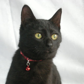 でら！ひいらぎ