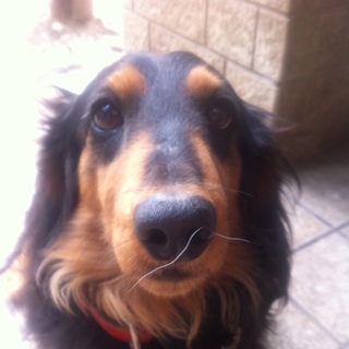 ミニチュアダックスの男の子