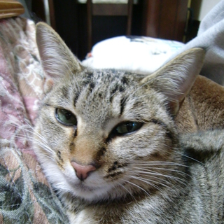 1歳位のキジトラ女の子里親募集中です。