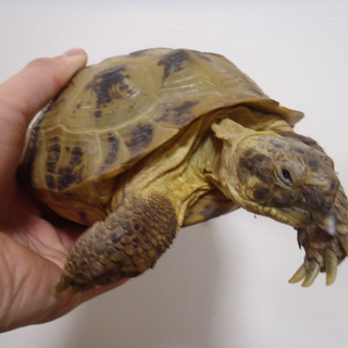 ロシアリクガメ里親募集してます。